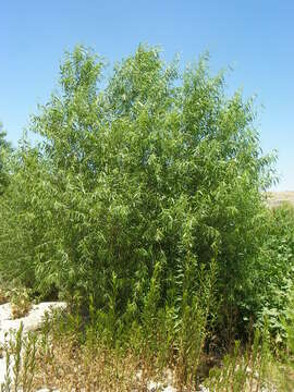 Image of Bonpland willow