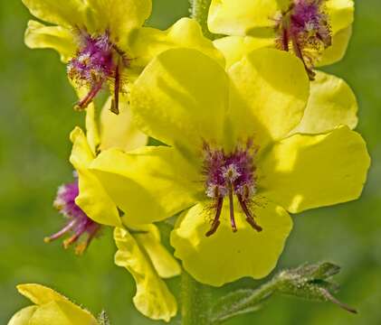 Imagem de Verbascum blattaria L.