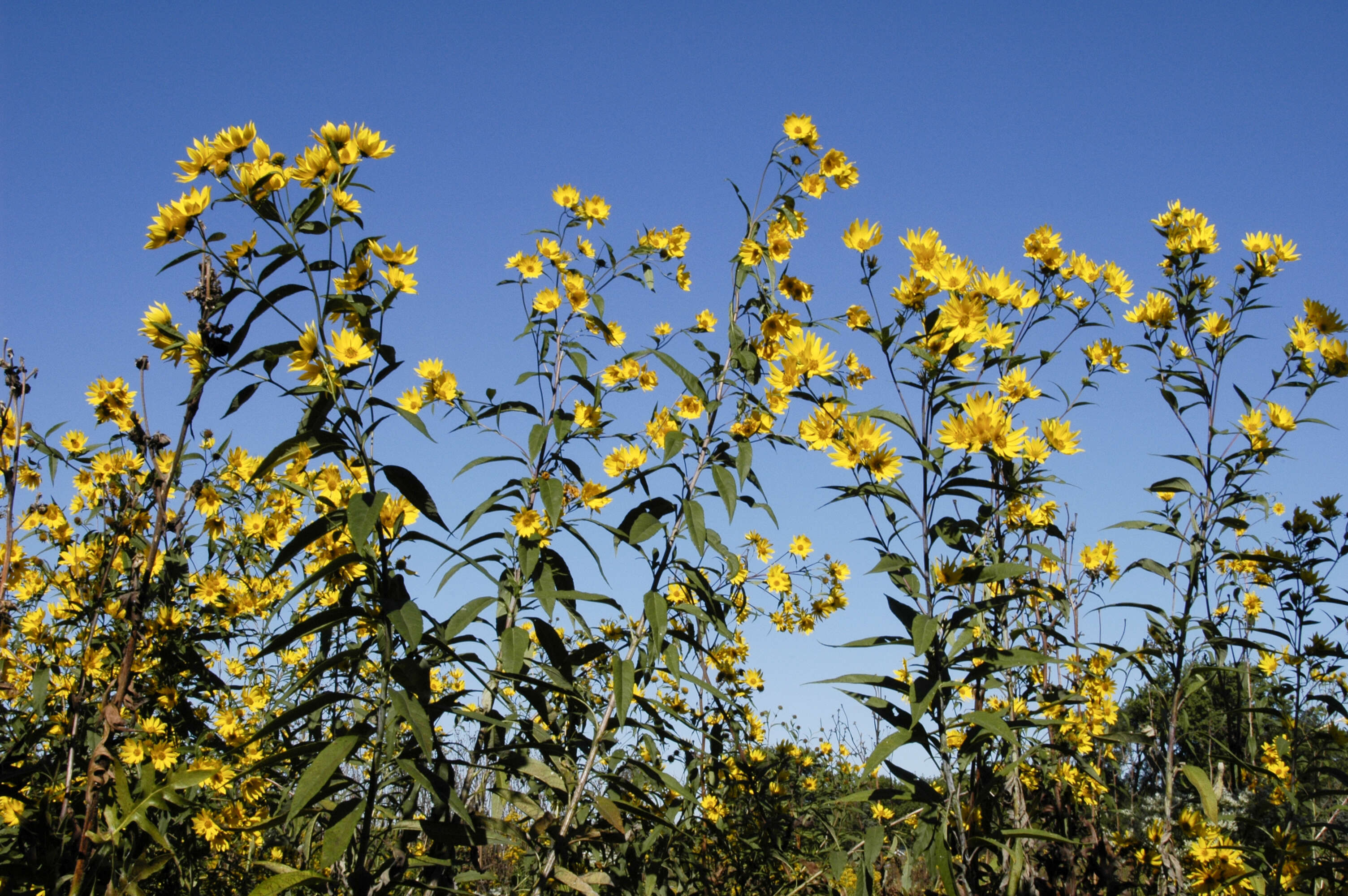 Image of sawtooth sunflower