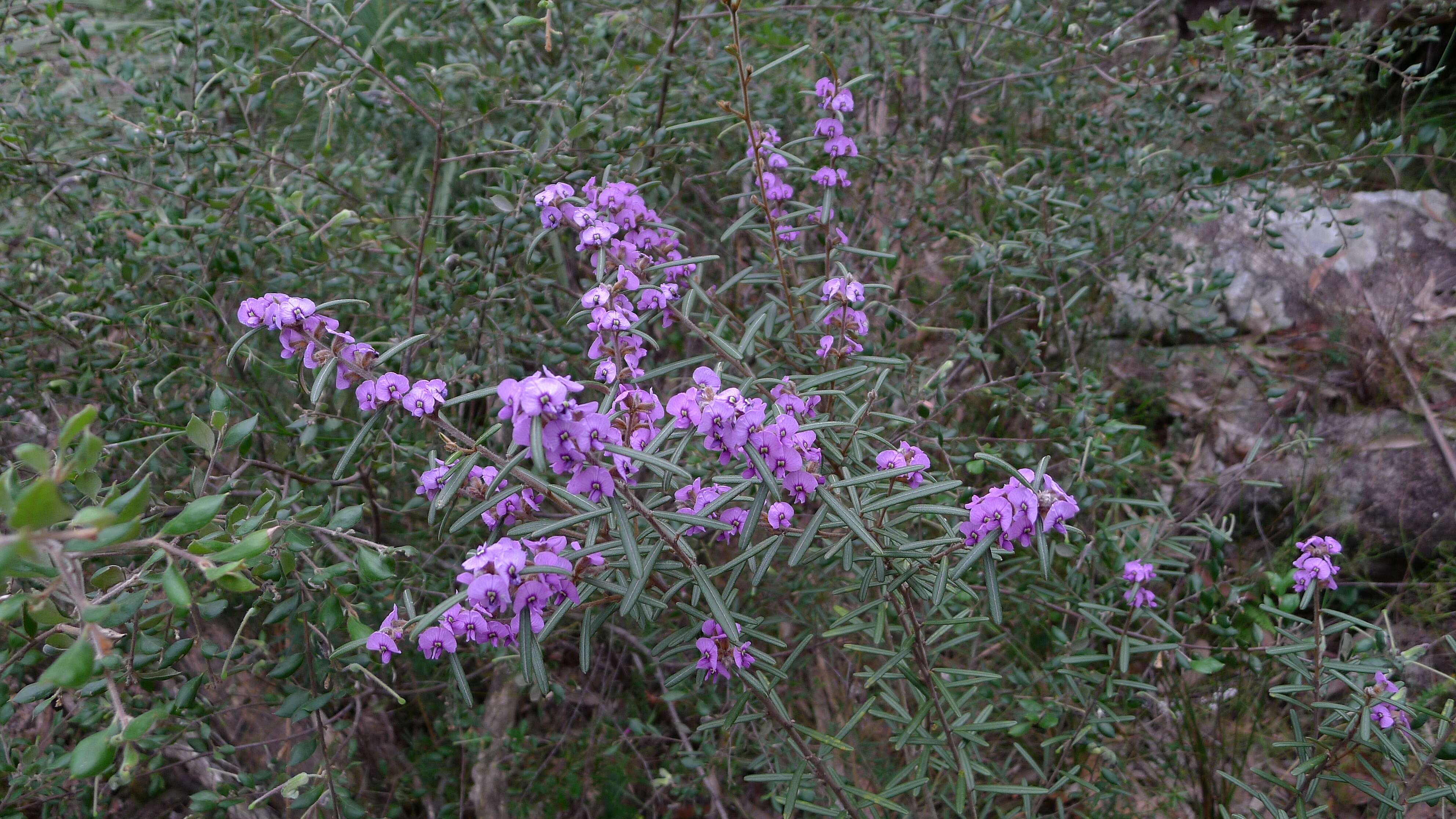 Image of Hovea longifolia R. Br.