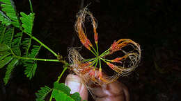 Image of Albizia pedicellaris (Dc.) L. Rico