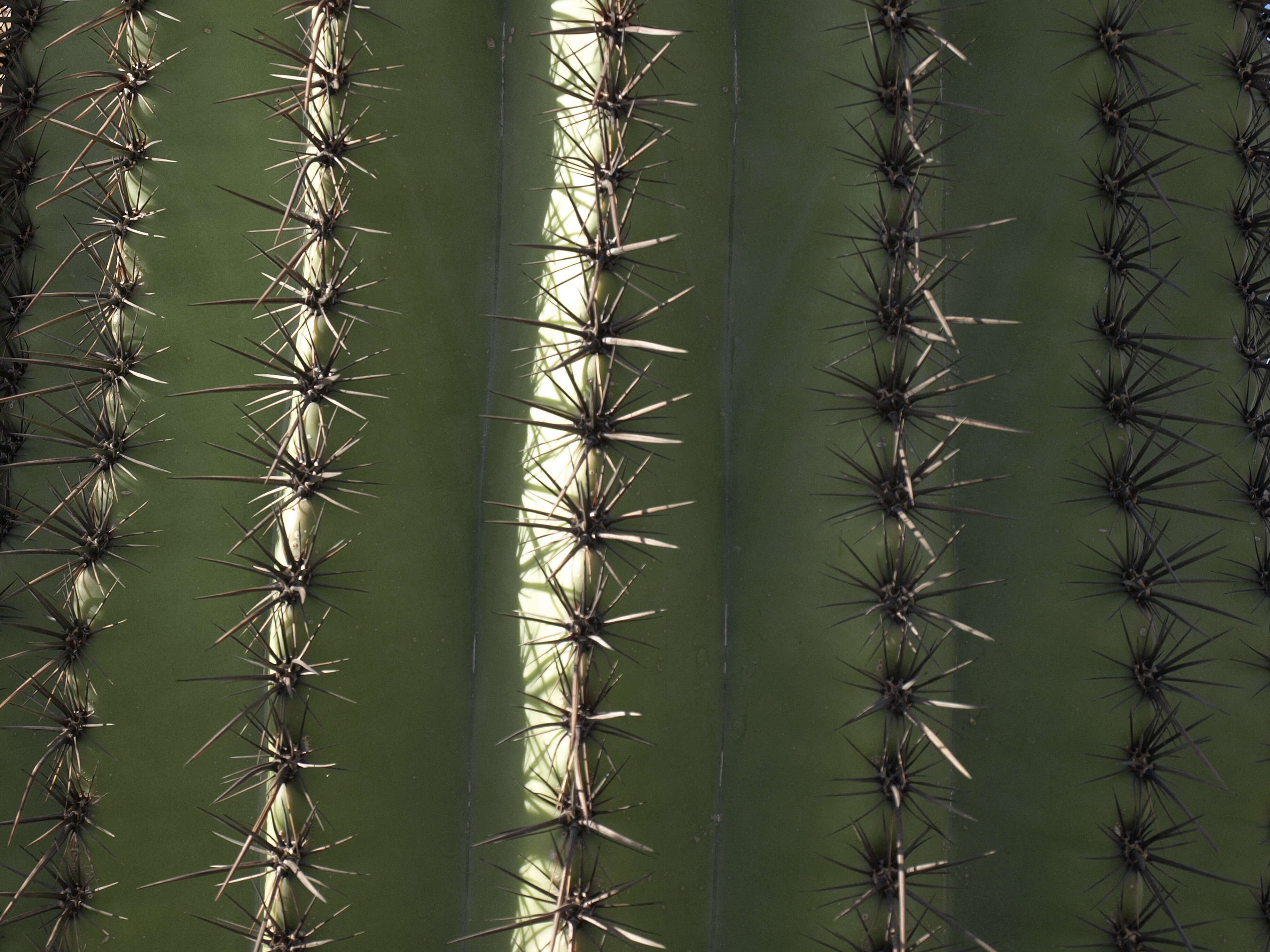 Image of saguaro