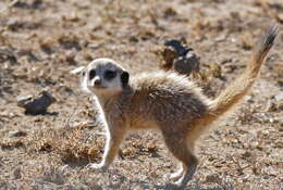 Image of Suricata Desmarest 1804