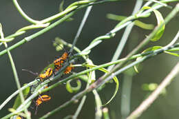 Image of leafless swallow-wort