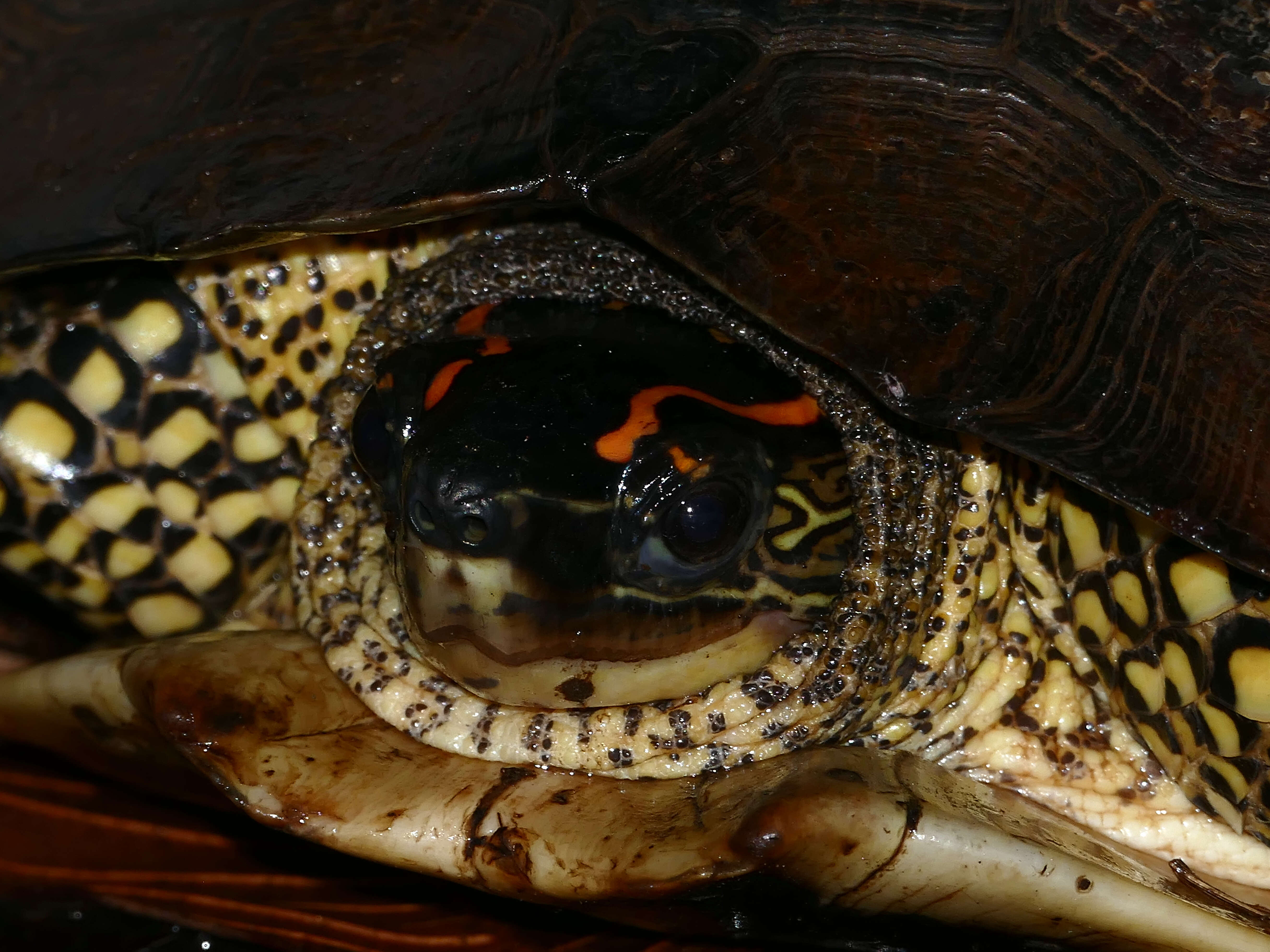 Image of Neotropical wood turtles