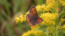 Image of Lycaena