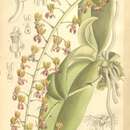 Image of Phalaenopsis difformis var. difformis