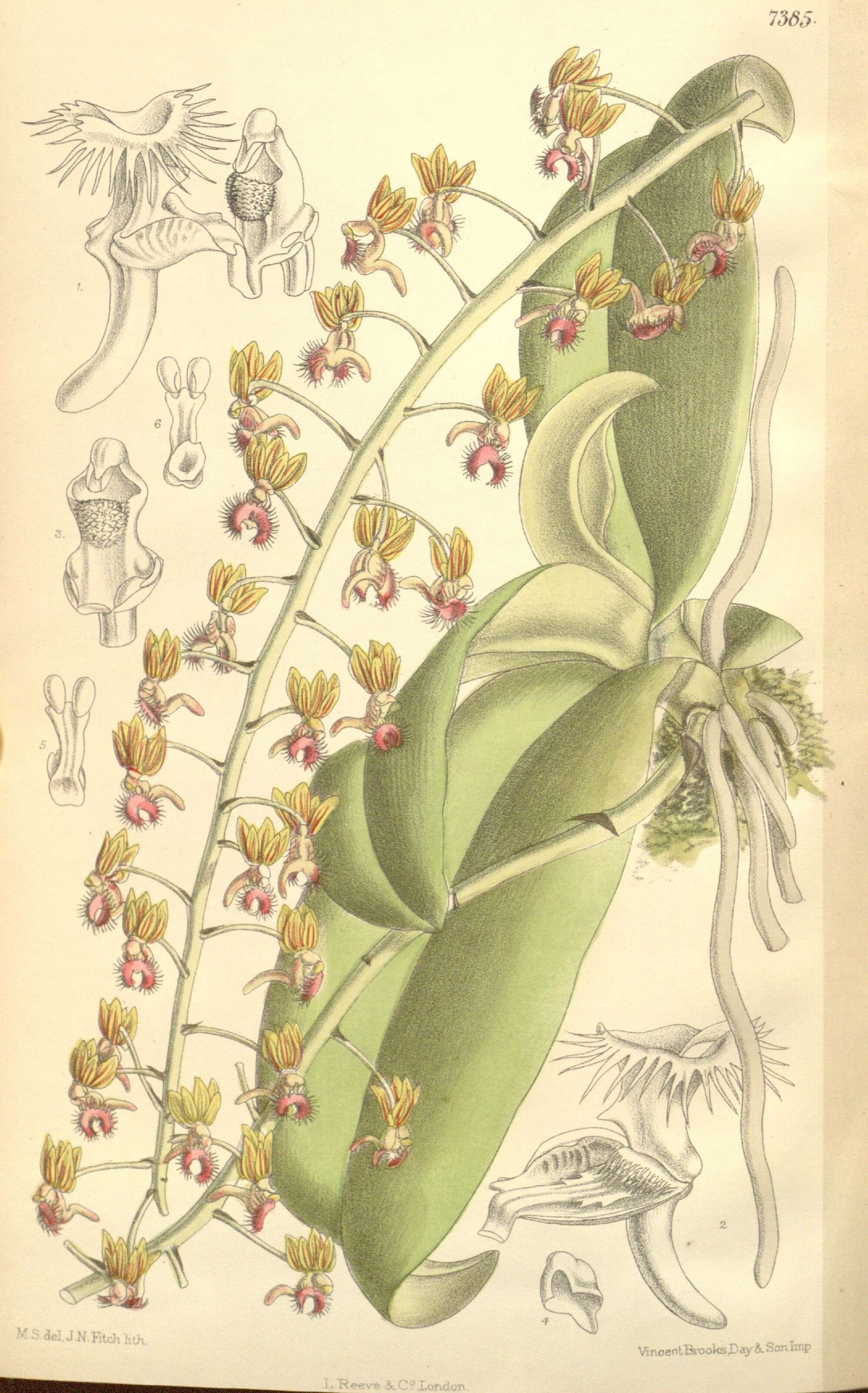 Image of Phalaenopsis difformis (Wall. ex Lindl.) Kocyan & Schuit.