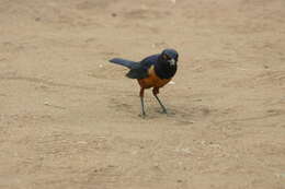 Image of Hildebrandt's Starling