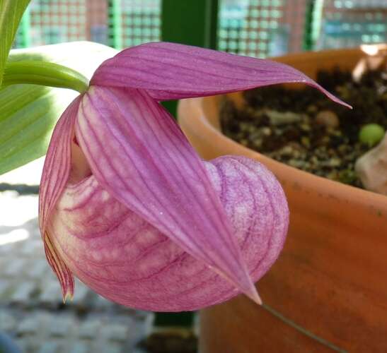 Image of Large-flowered Cypripedium