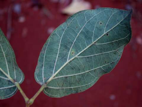 Imagem de Amphilophium elongatum (Vahl) L. G. Lohmann