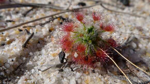 Image de Drosera parvula Planch.