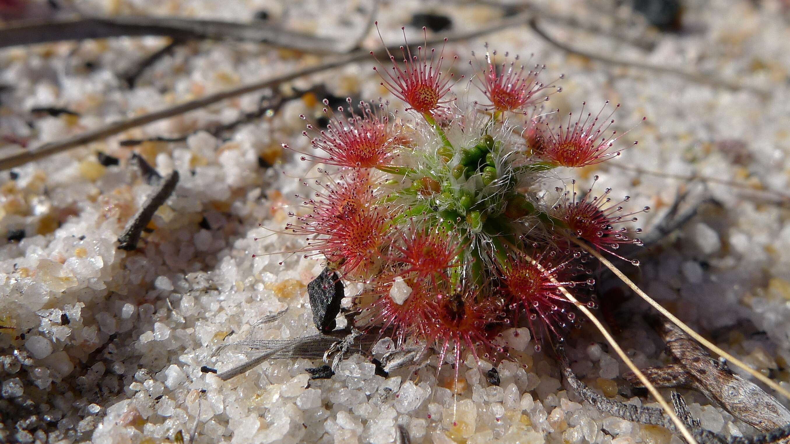 Imagem de Drosera parvula Planch.