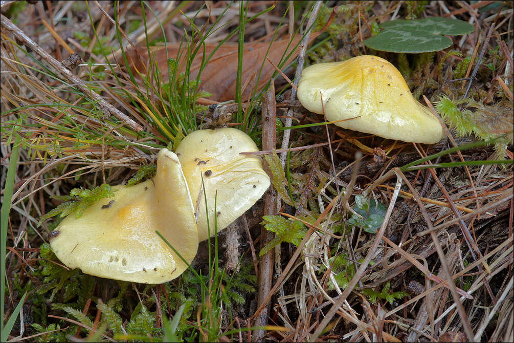 Image of Hygrophorus lucorum Kalchbr. 1874