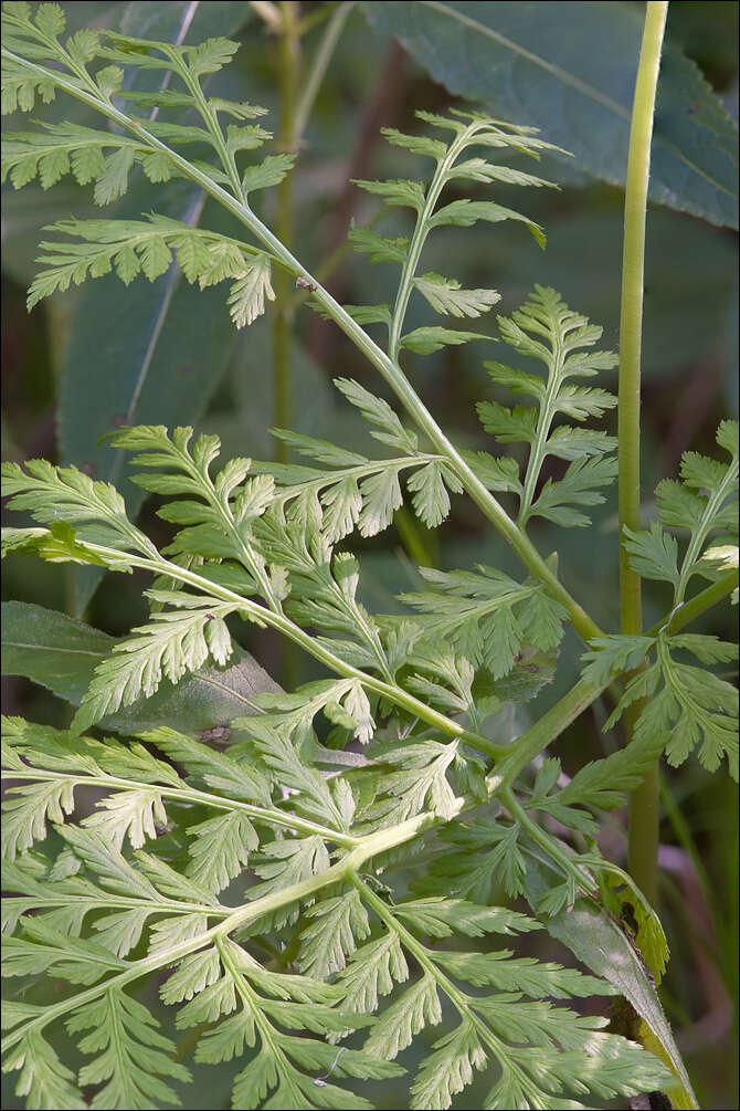 Image of rattlesnake fern