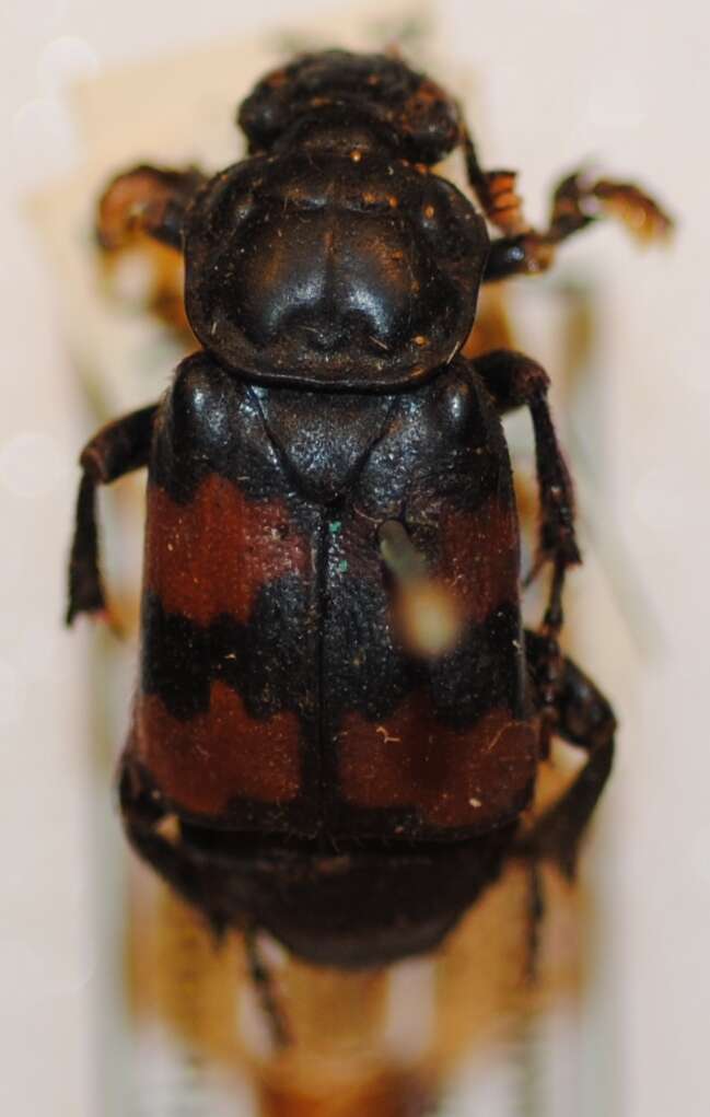 Image of Nicrophorus (Nicrophorus) interruptus (Stephens 1830)