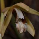 Plancia ëd Coelogyne testacea Lindl.