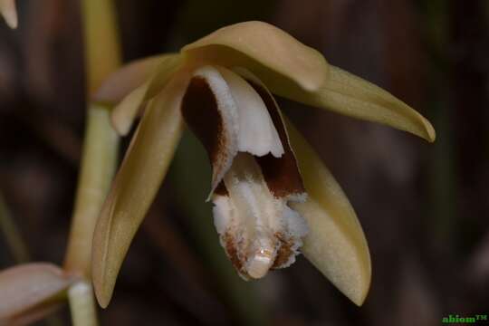 Imagem de Coelogyne testacea Lindl.