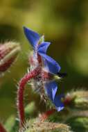 Image of borage