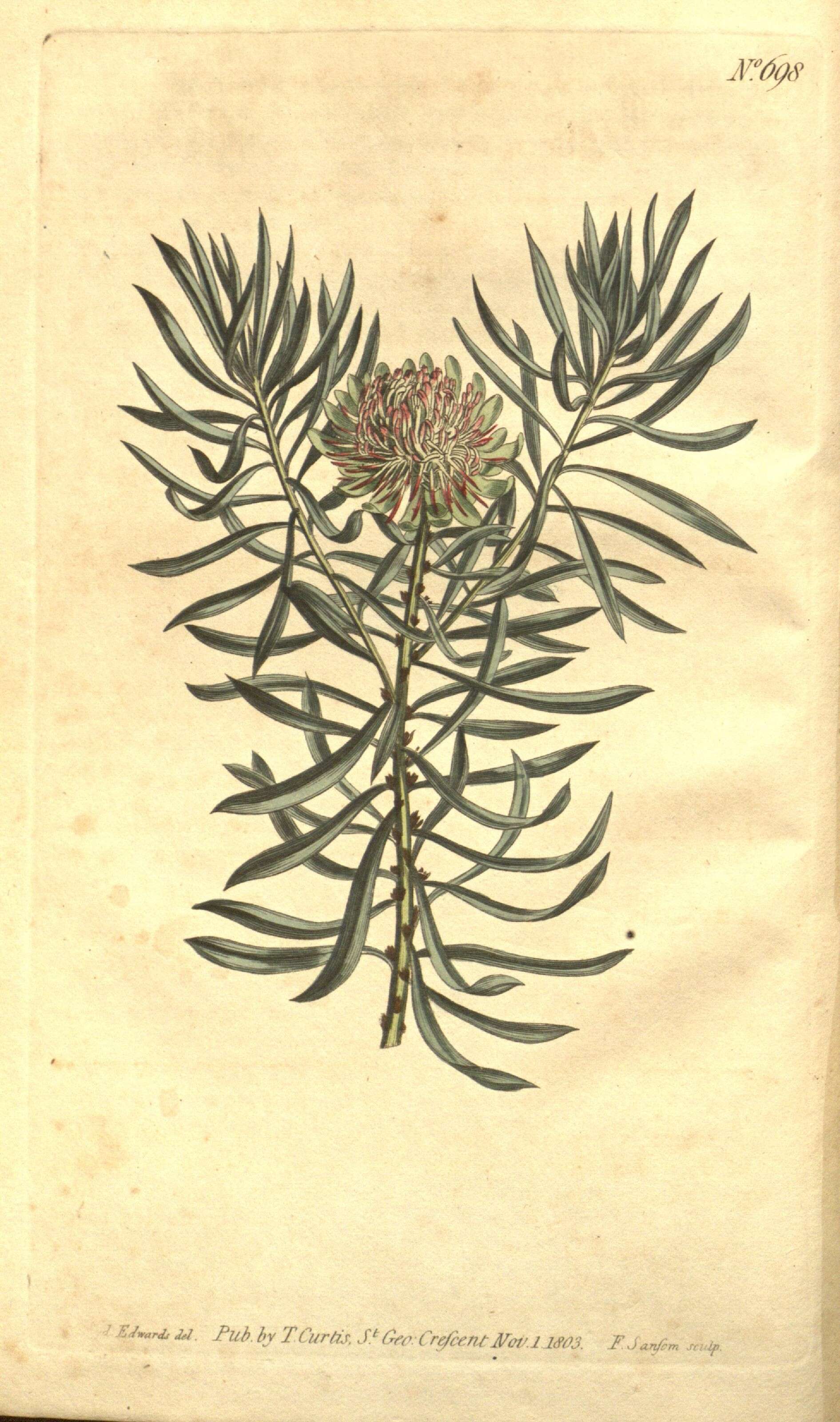 Image of Protea scolymocephala (L.) Reich.