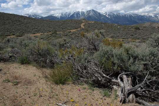 Image of Carson Valley monkeyflower