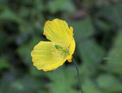 Image of Welsh Poppy