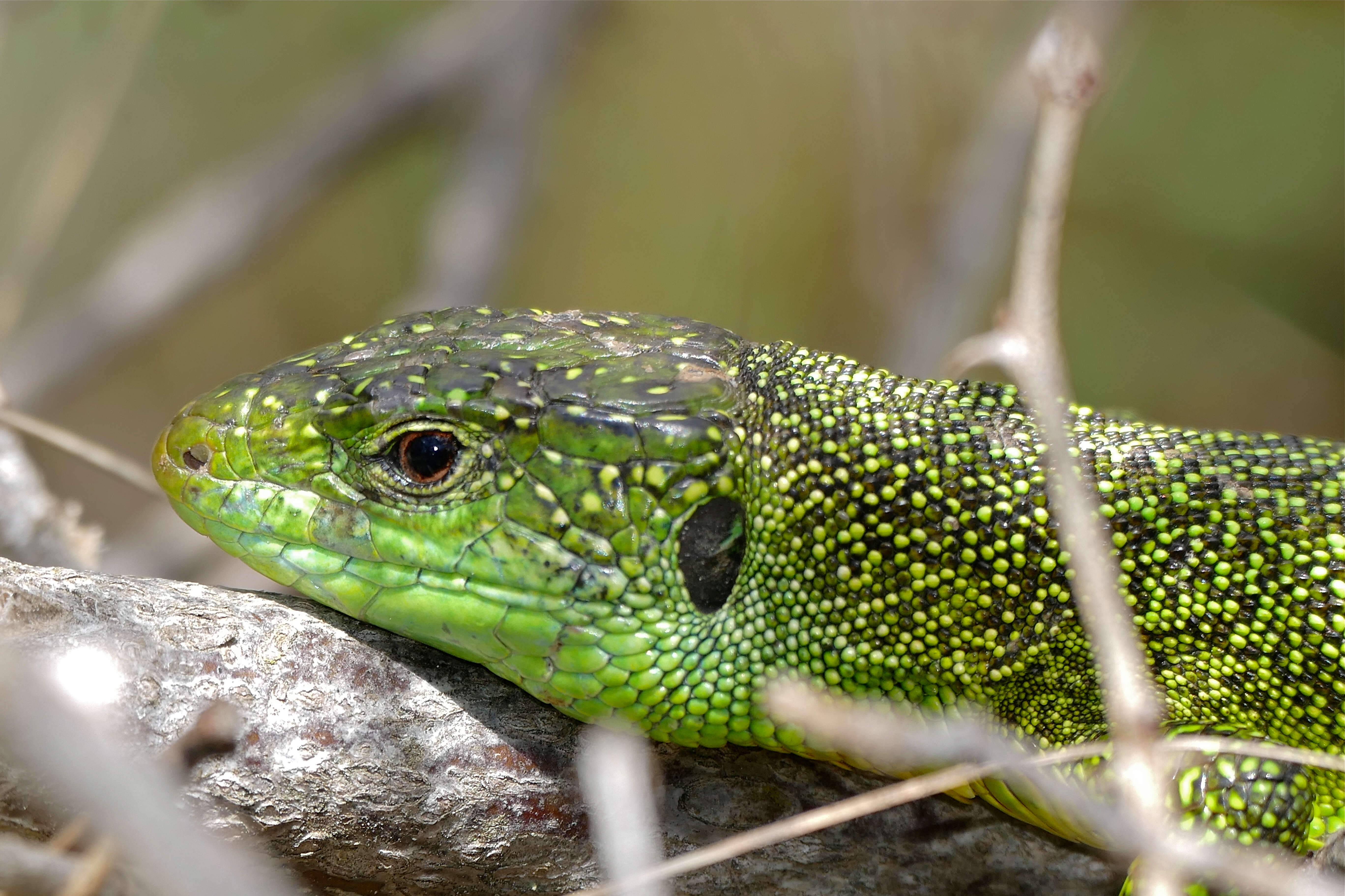 Image of Two-faced Neusticurus