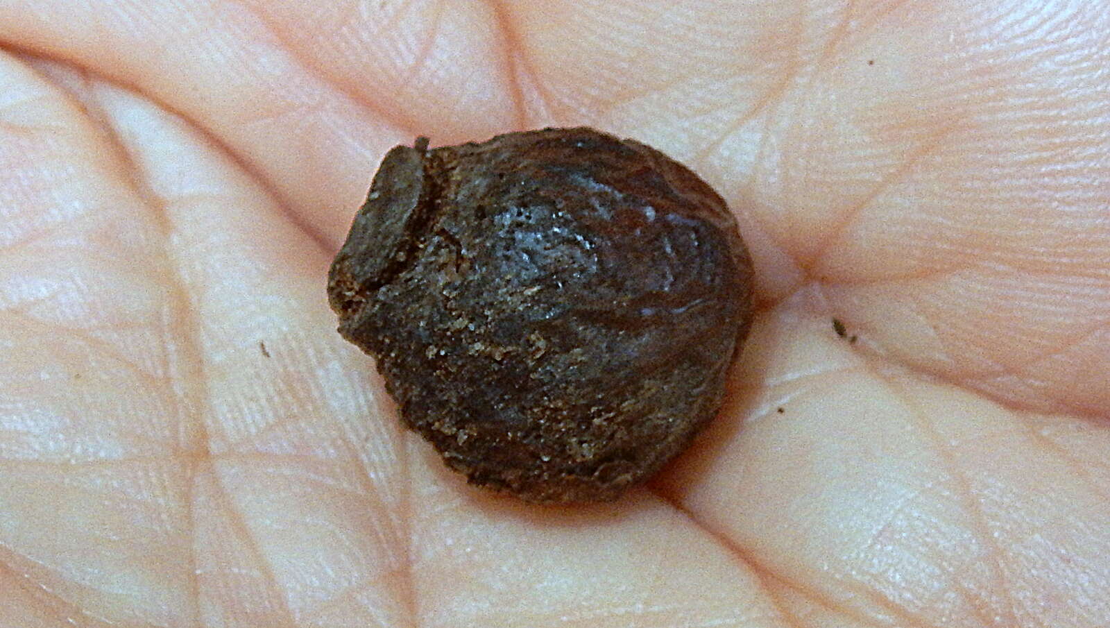 Image of wingleaf soapberry