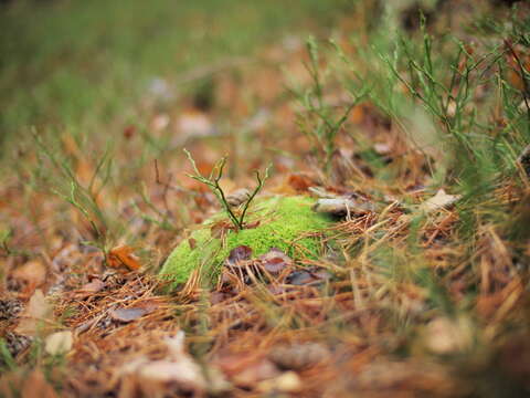 Image of bilberry