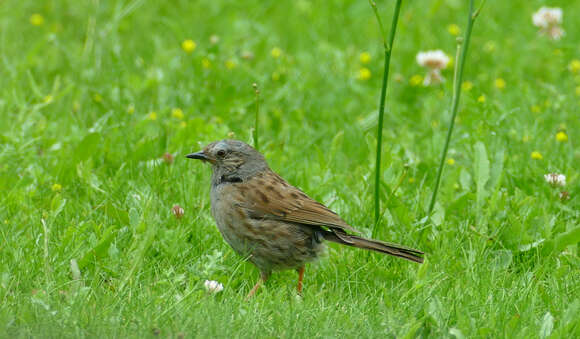 Image of Dunnock