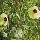 Image of Hibiscus ludwigii Eckl. & Zeyh.