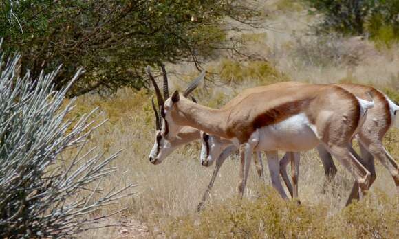 Image of Springbok