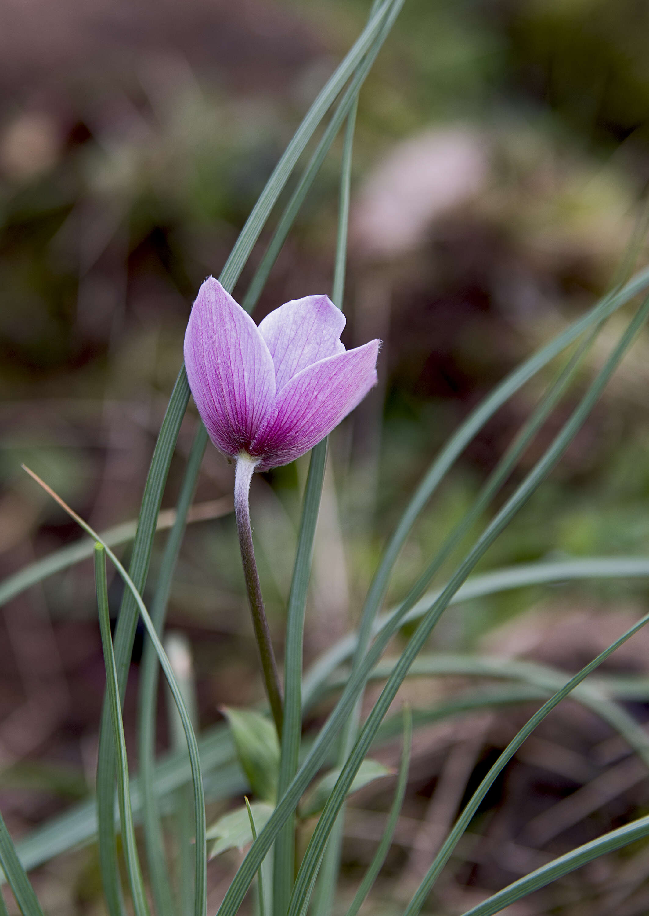 Image of broad-leaved anemone