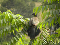 Image of Gray-headed Chachalaca