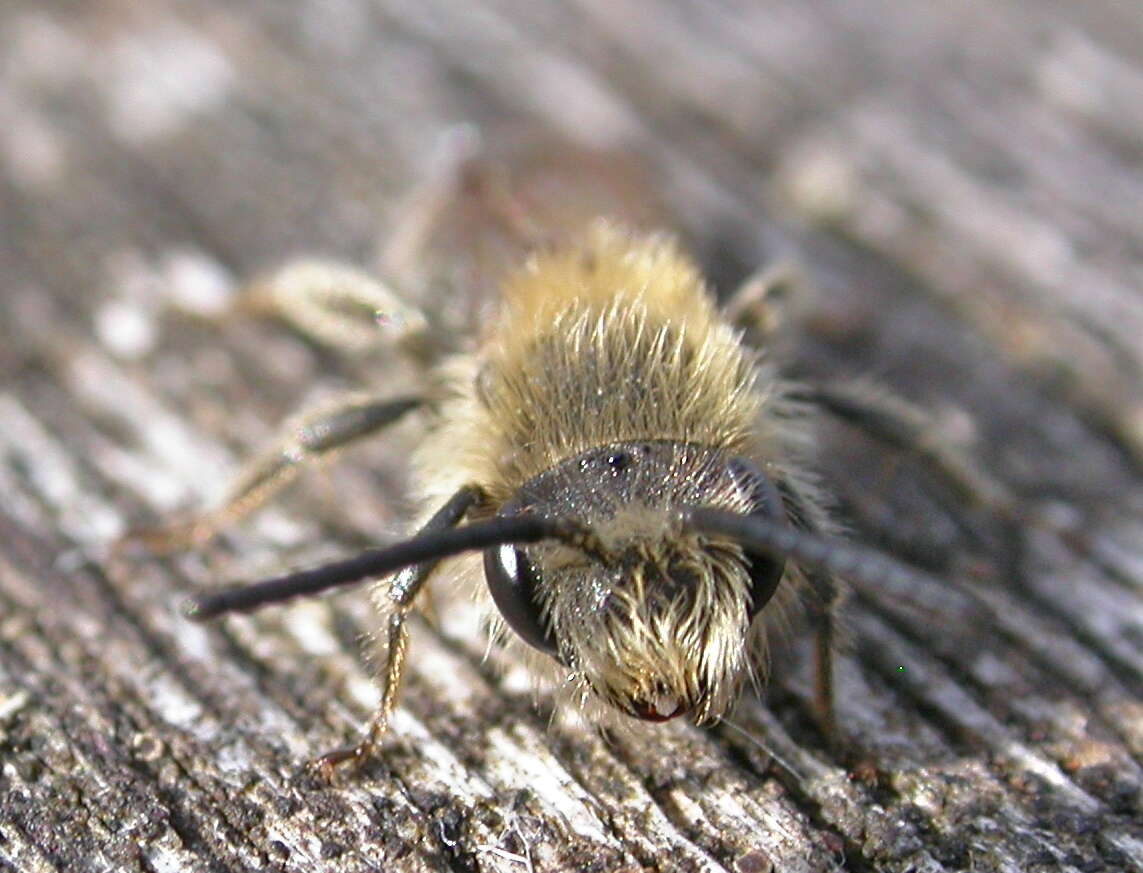 Image of Andrena dorsata (Kirby 1802)