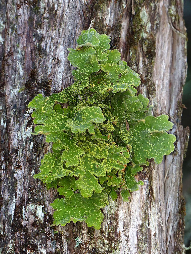 Image of Crocodia