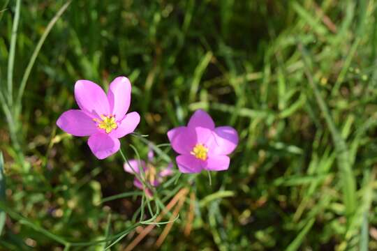 Image of largeflower rose gentian