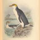 Sivun macquarienpingviini kuva