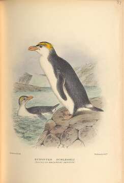 Image de Eudyptes Vieillot 1816
