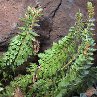 Polystichum resmi