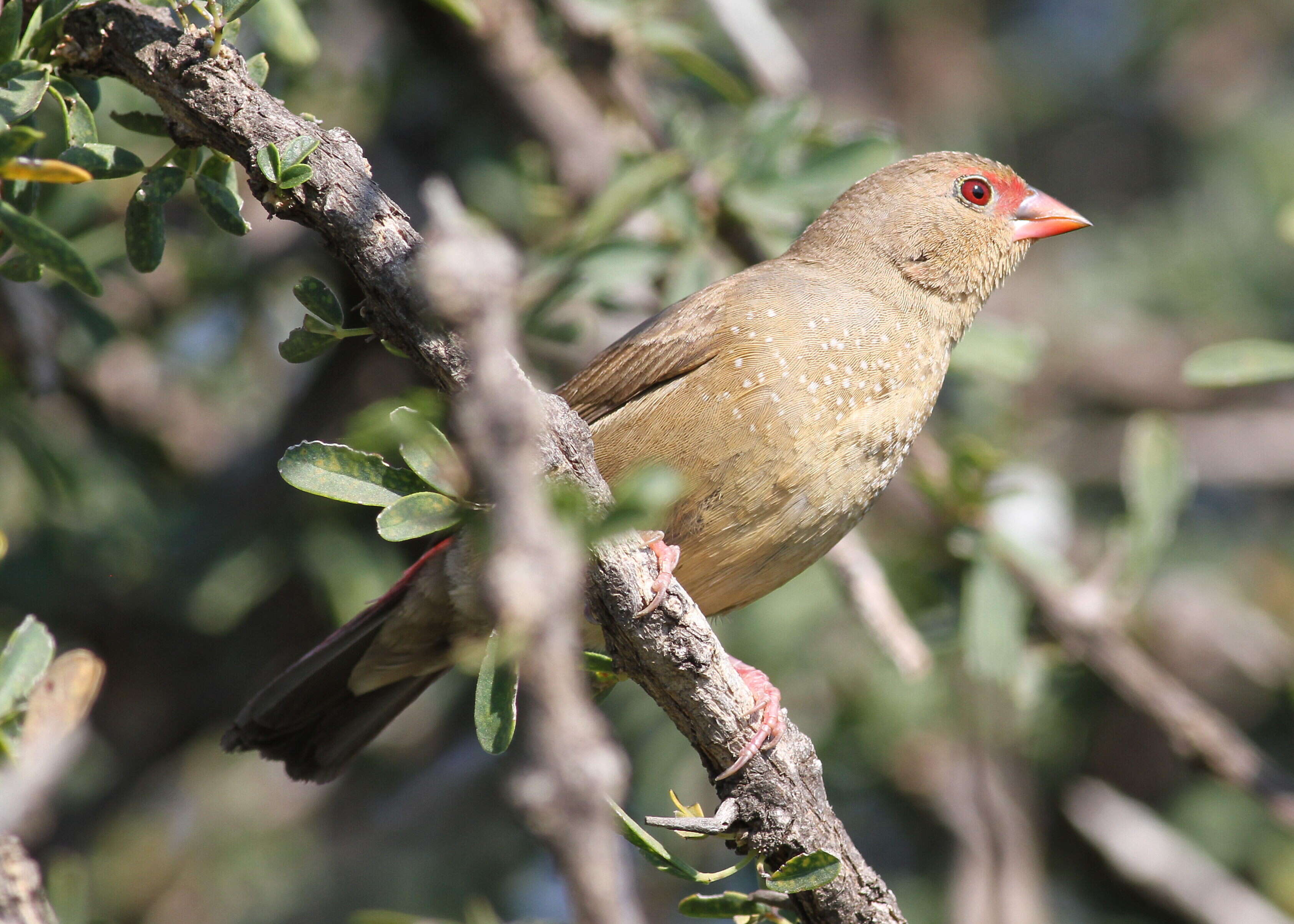 Image of Red-billed Firefinch