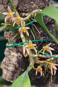 Bulbophyllum affine Wall. ex Lindl.的圖片