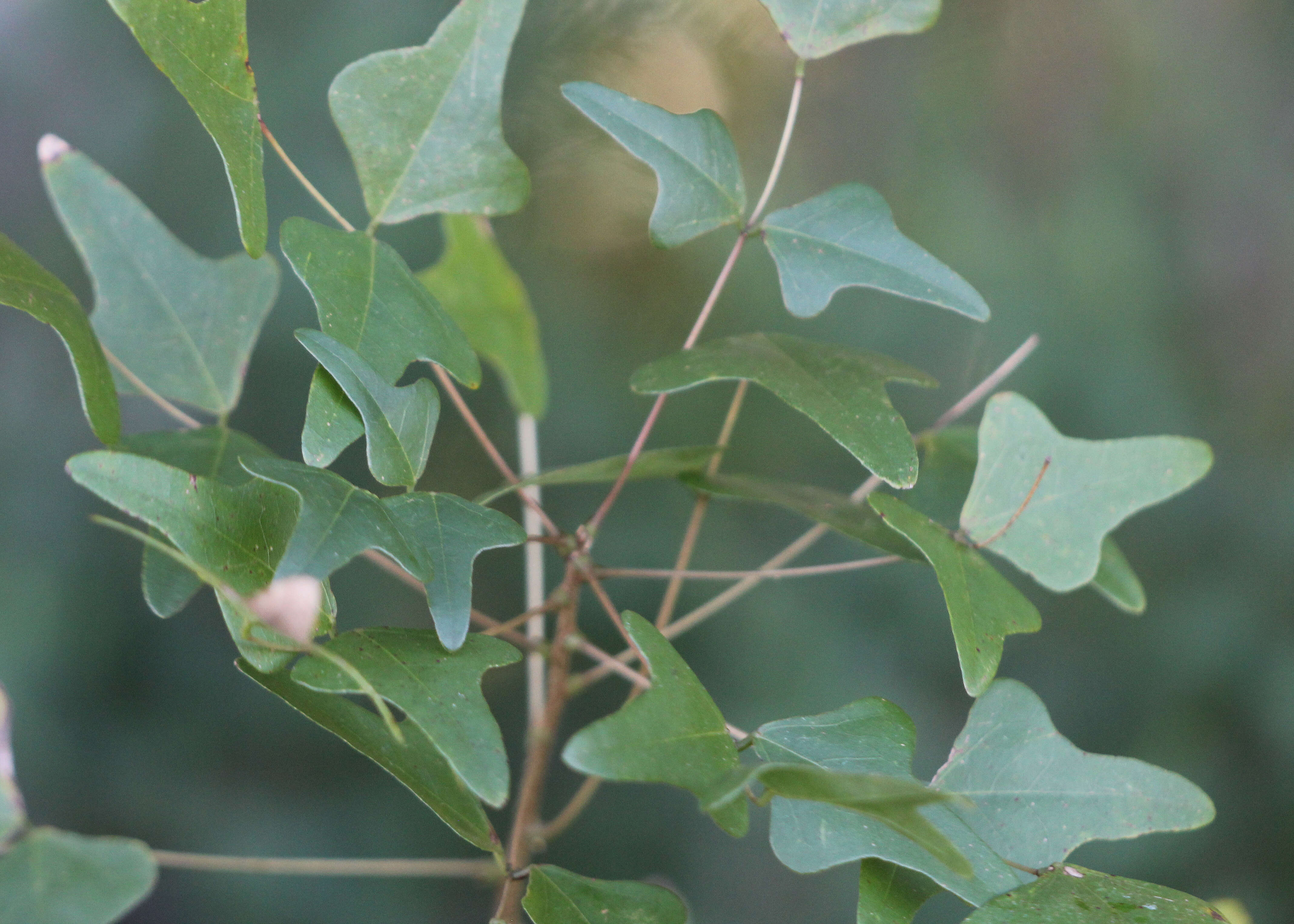 Plancia ëd Erythrina herbacea L.