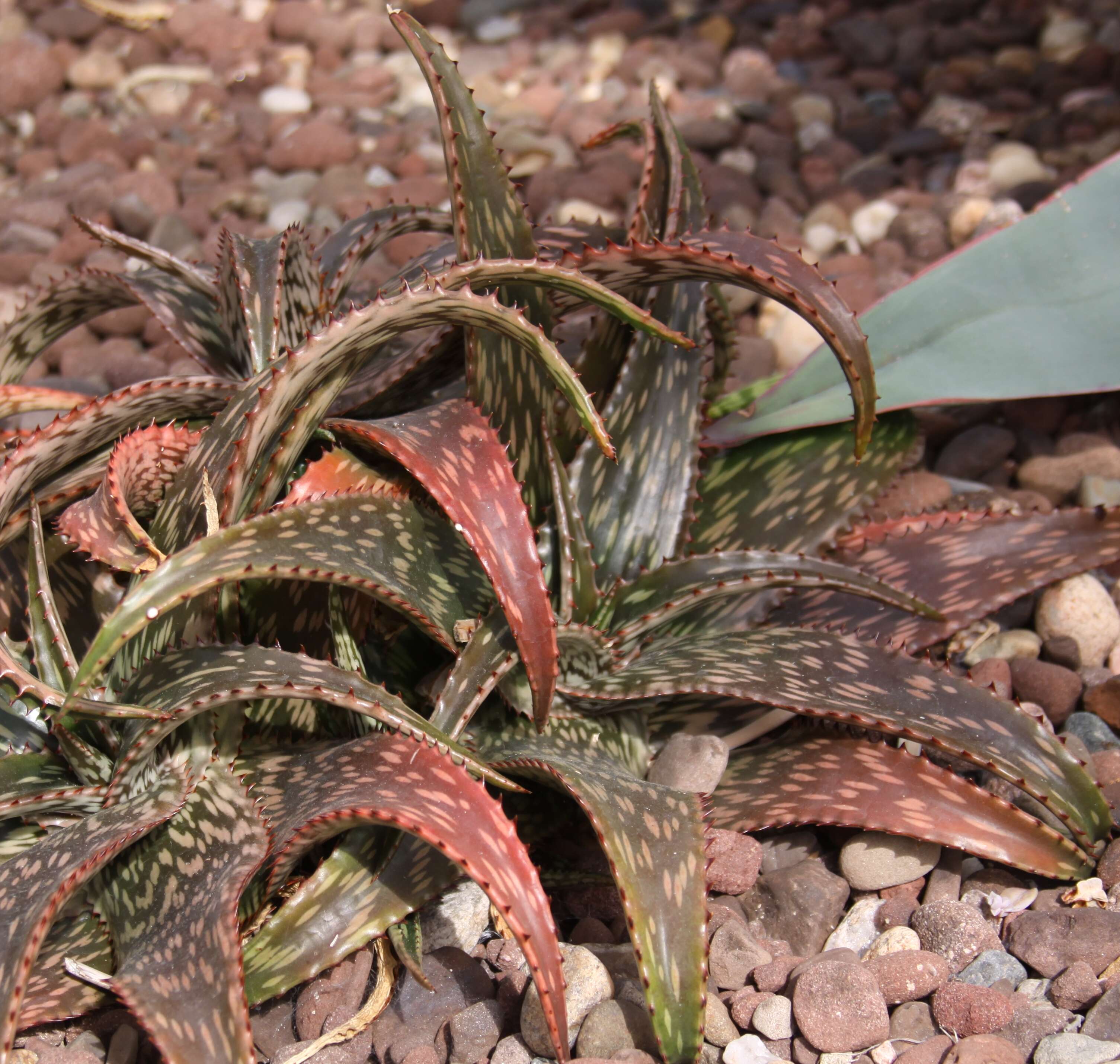 Image of Aloe