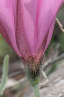 Image of Convolvulus elegantissimus Mill.