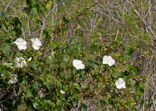 Image of Moonflower or moon vine