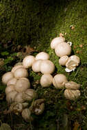 Imagem de Lycoperdon pyriforme Schaeff. 1774