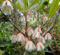 Image of Elaeocarpus grandiflorus J. E. Smith