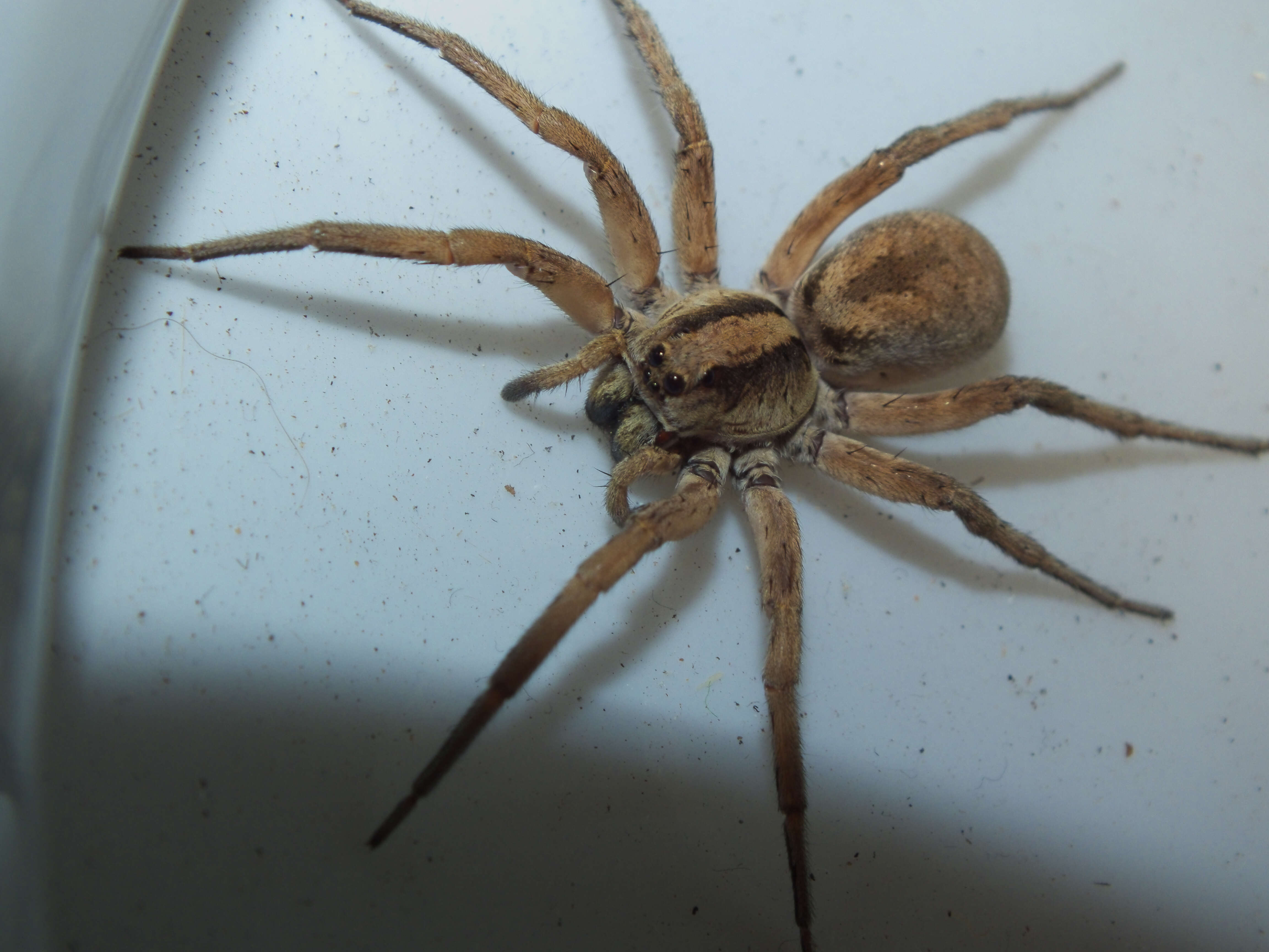 Image of wolf spiders