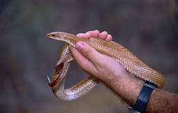 Image of Blonde Hognose Snake